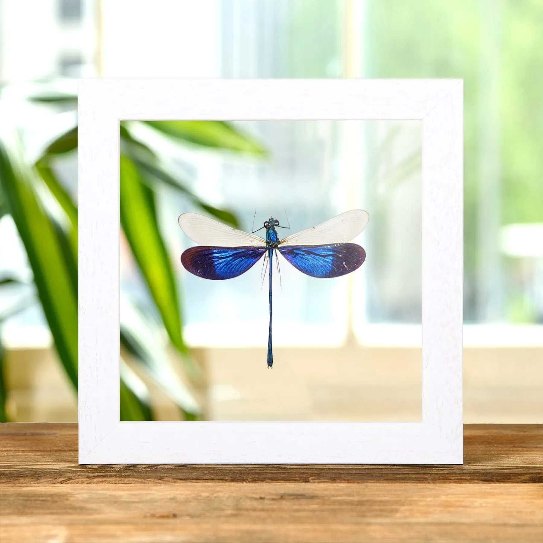 Great Blue Metalwing Damselfly In Clear Glass Box Frame (Neurobasis kaupi)