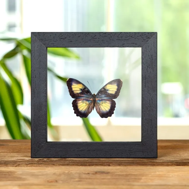 Mariposa forester de Crocker en marco de vidrio transparente (Euphaedra crockeri)