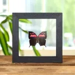 Minibeast Purple Flusher Butterfly In Clear Glass Box Frame (Anaea nessus)