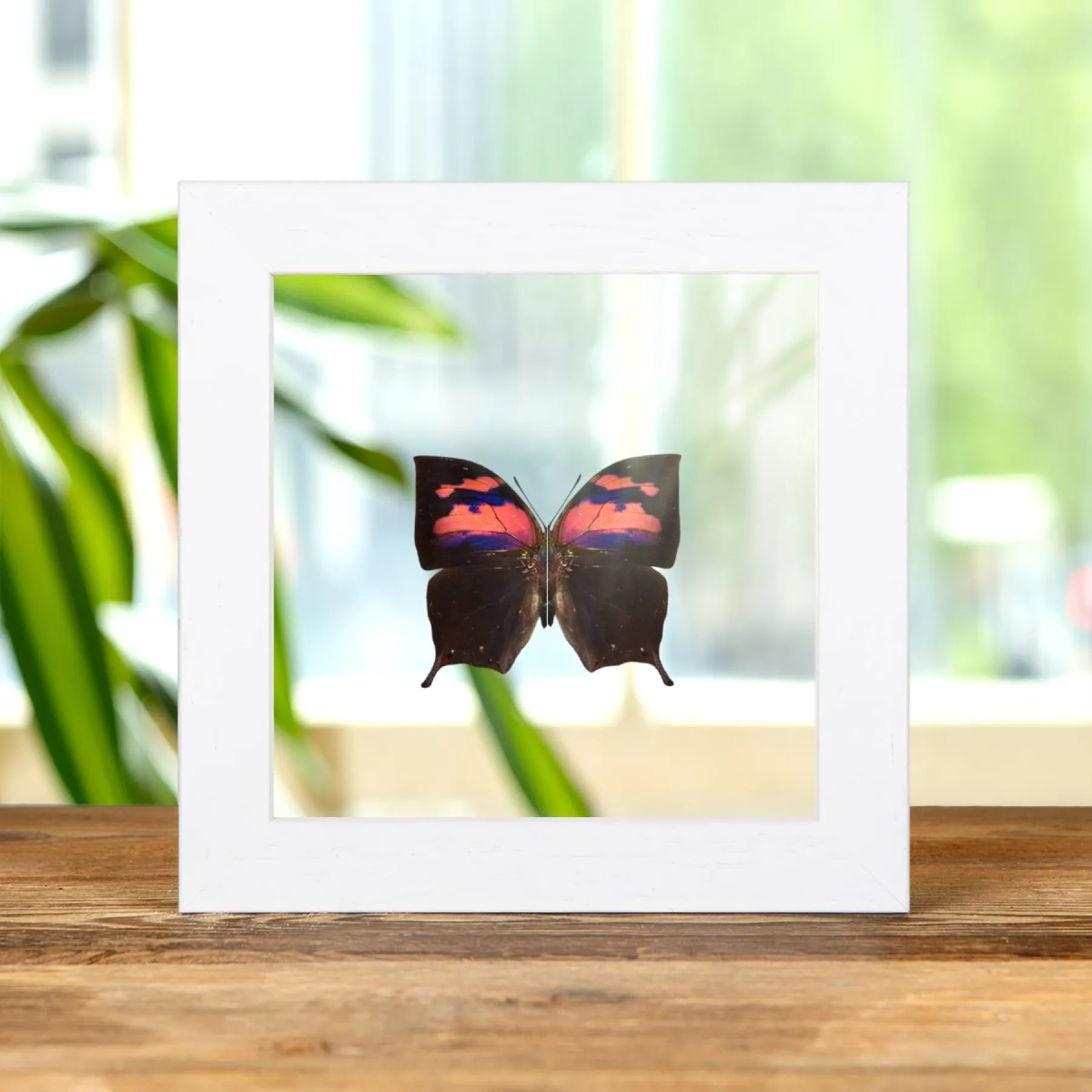 Purple Flusher Butterfly In Clear Glass Box Frame (Anaea nessus)