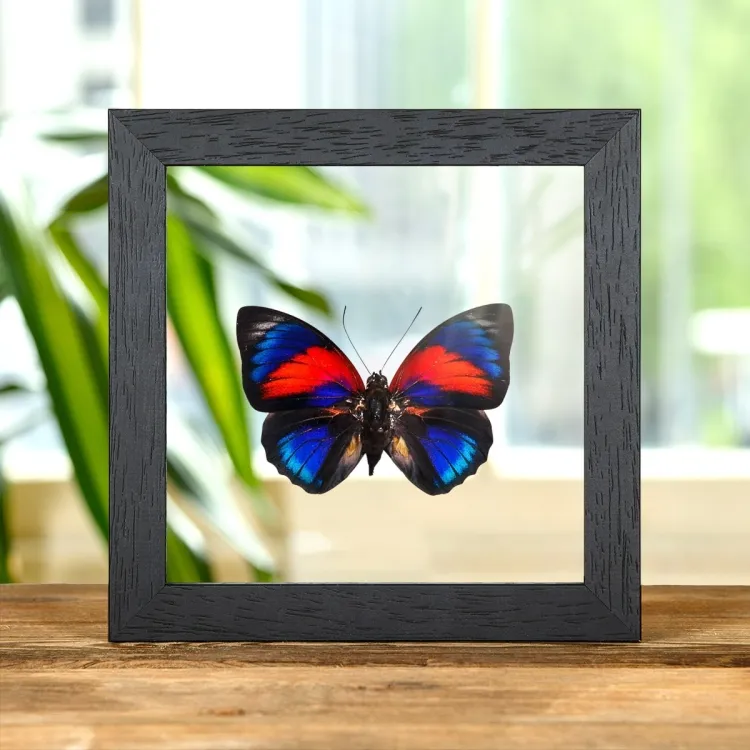 Agrias Hybrid Butterfly In Clear Glass Box Frame (Agrias beatifica x Agrias claudina)