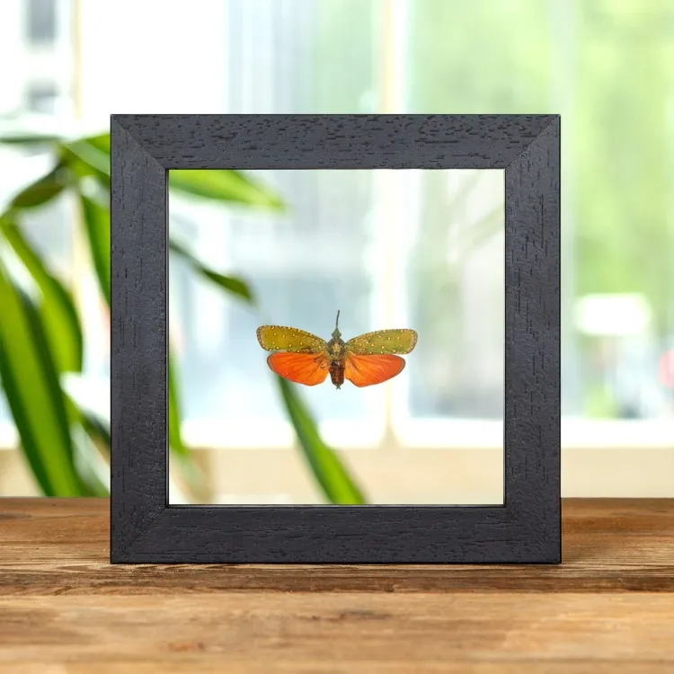 Fulgore rouge dans un cadre en verre transparent (Saiva cardinalis)