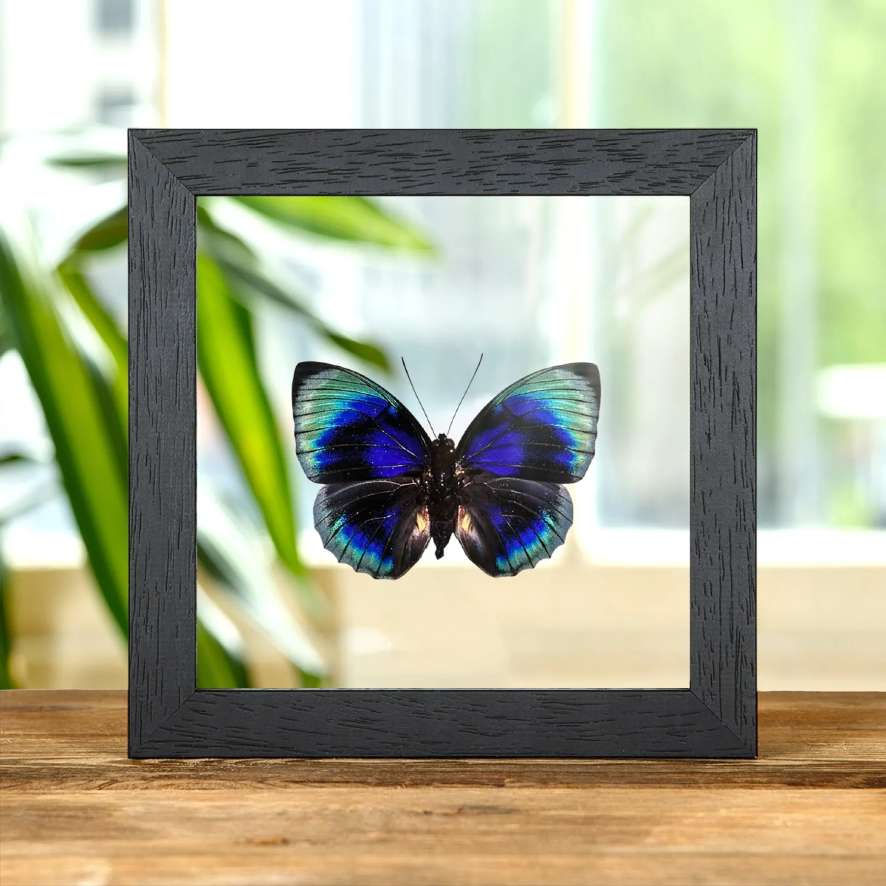 Minibeast Agrias-Schmetterling im Transparenten Glasrahmen (Agrias Beatifica Lachaumei)