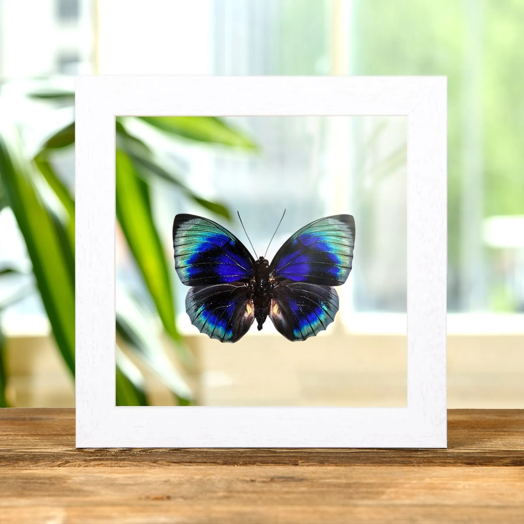 Minibeast Agrias-Schmetterling im Transparenten Glasrahmen (Agrias Beatifica Lachaumei)