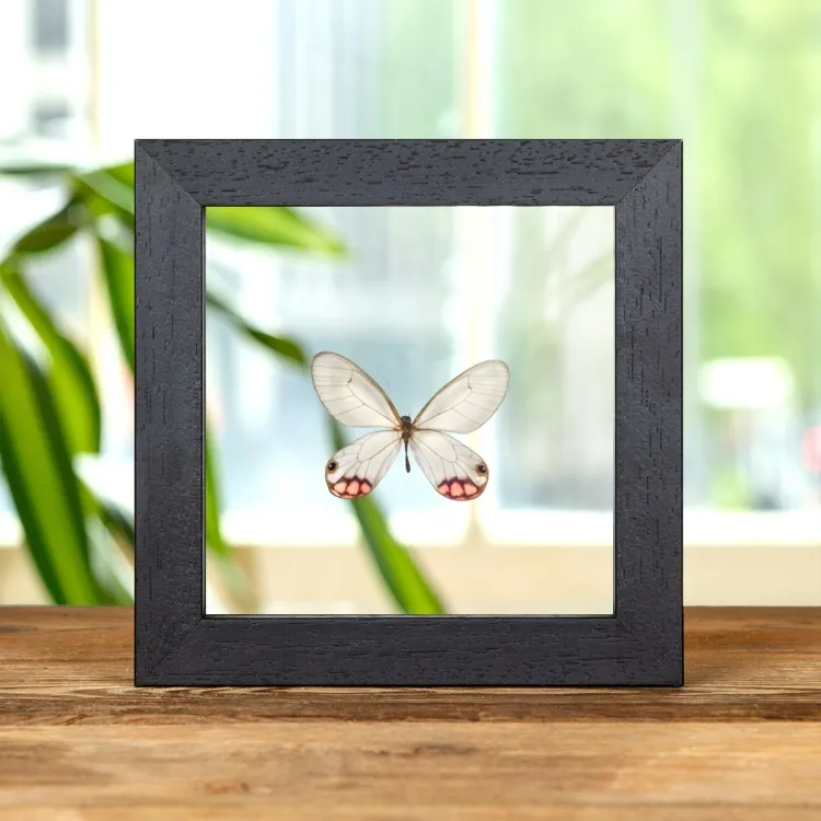 Mariposa fantasma pyropina en marco de vidrio transparente (Cithaerias pyropina)