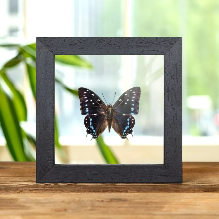 Scarce Forest Emperor Butterfly In Clear Glass Box Frame (Charaxes etesipe)