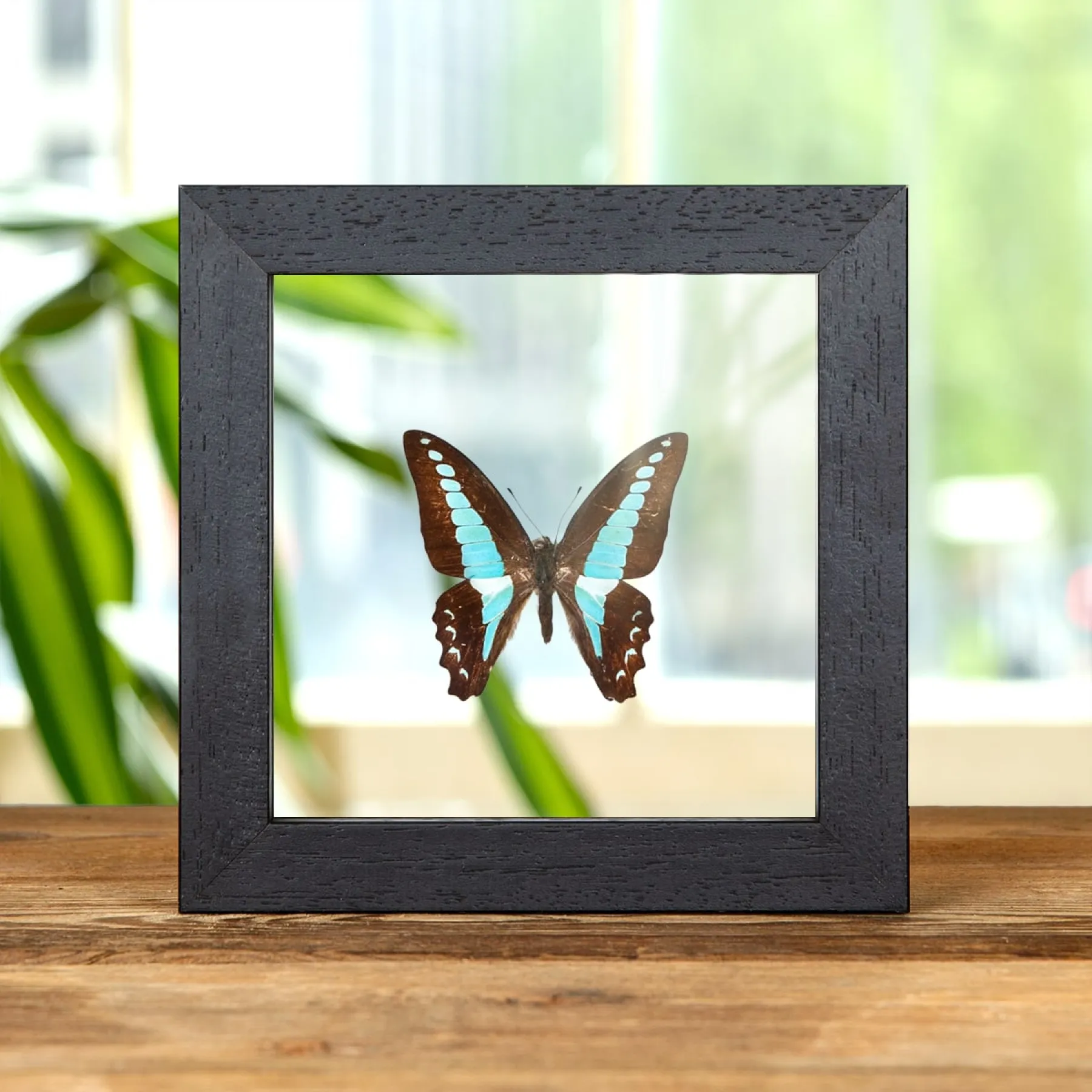 Minibeast Blauer Dreiecksschmetterling im Transparenten Glasrahmen (Graphium sarpedon)