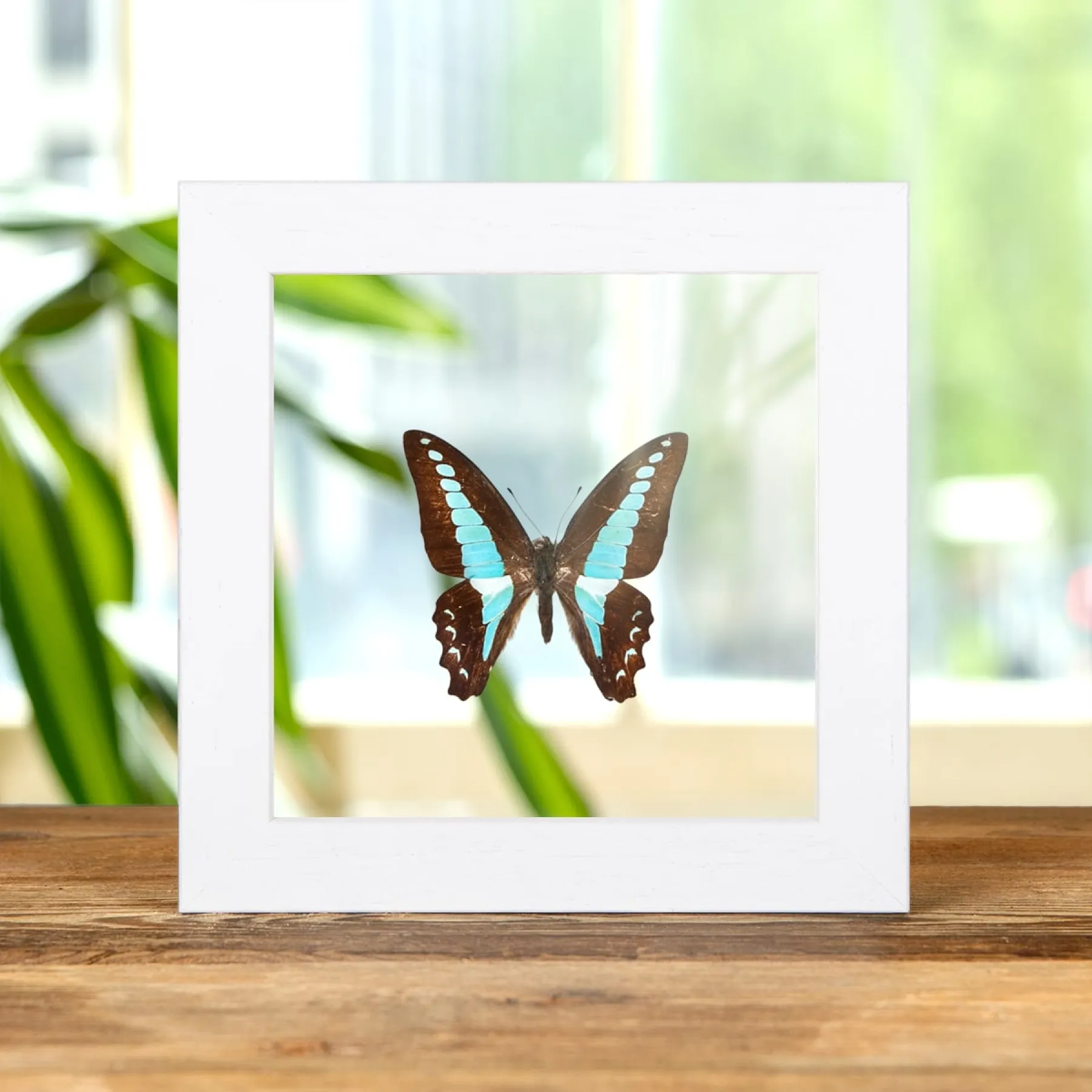 Minibeast Blauer Dreiecksschmetterling im Transparenten Glasrahmen (Graphium sarpedon)