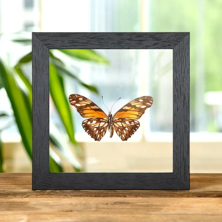 Juno Silverspot Butterfly In Clear Glass Box Frame (Dione june)
