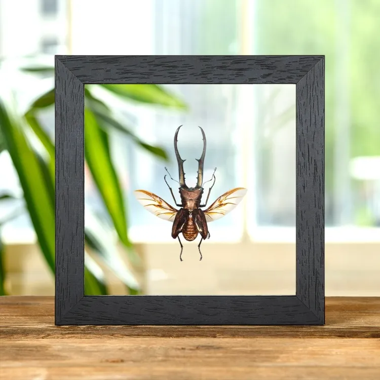 ScarabéE Cerf-Volant avec Ailes ÉTendues dans un Cadre en Verre Transparent (Cyclommatus metallifer finae)