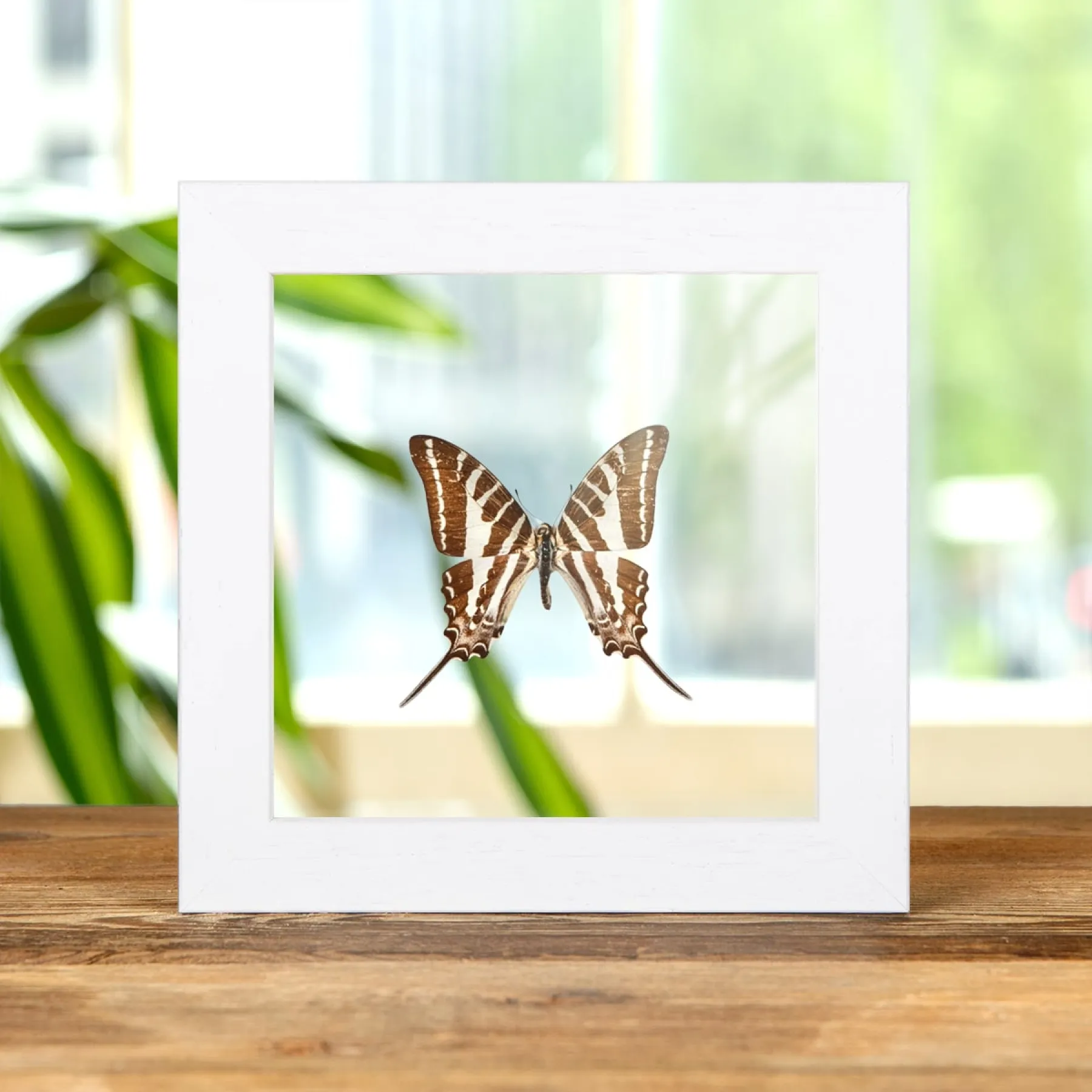 Minibeast ChaIn Schwertschwanz-Schmetterling im Transparenten Glasrahmen (Graphium aristeus)