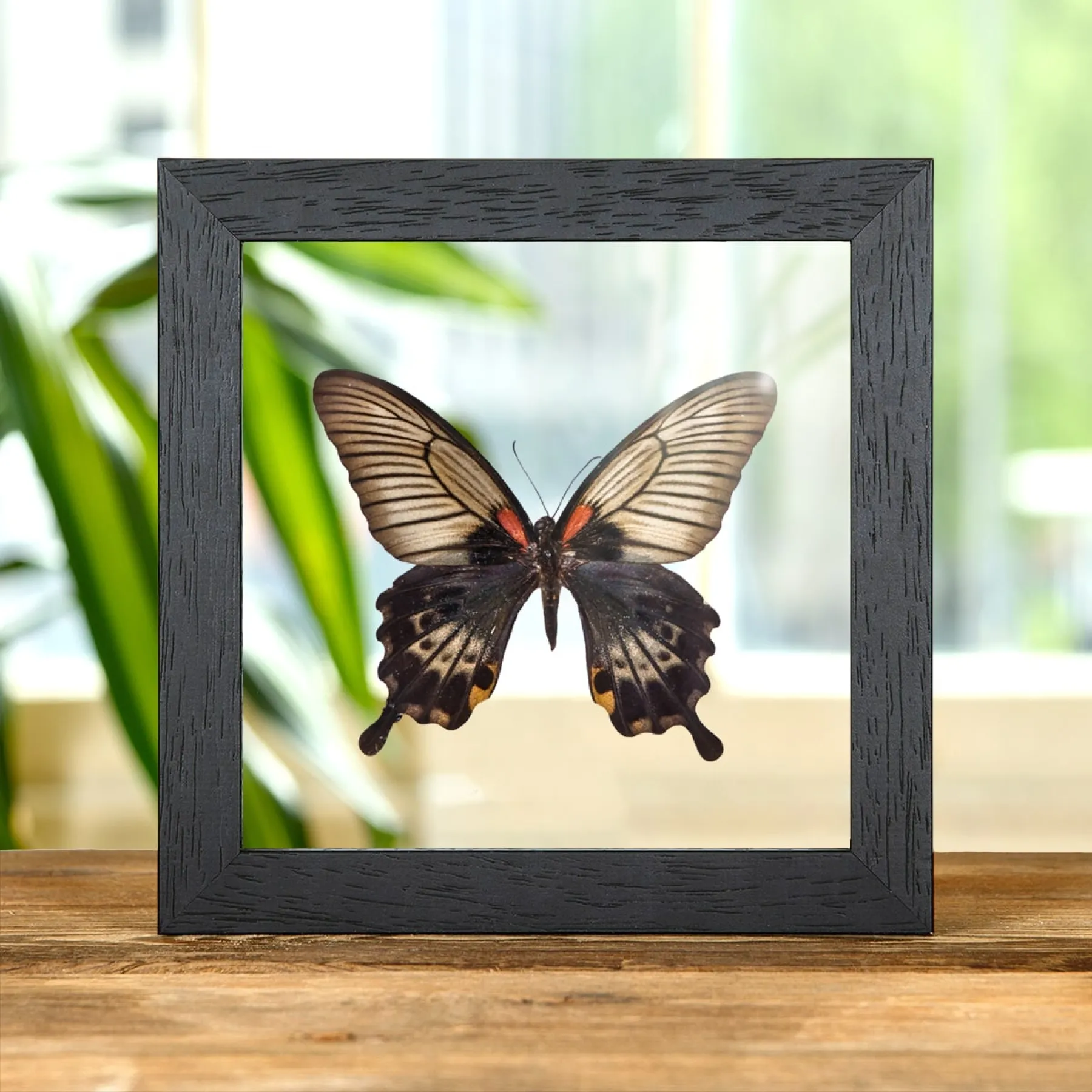 Great Yellow Mormon Butterfly In Clear Glass Box Frame (Papilio lowi) Minibeast Great Yellow Mormon Butterfly In Clear Glass Box Frame (Papilio lowi)