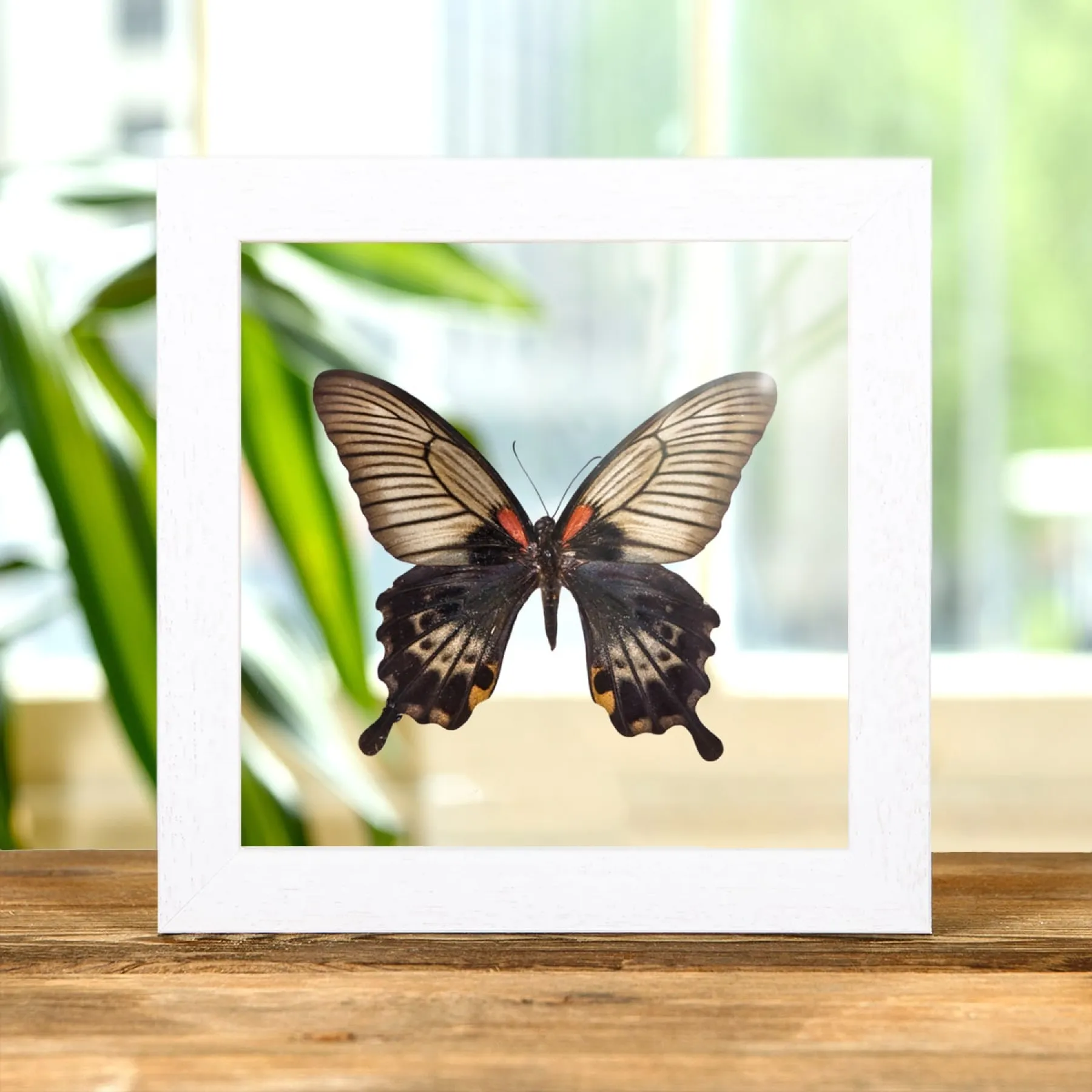 Great Yellow Mormon Butterfly In Clear Glass Box Frame (Papilio lowi) Minibeast Great Yellow Mormon Butterfly In Clear Glass Box Frame (Papilio lowi)