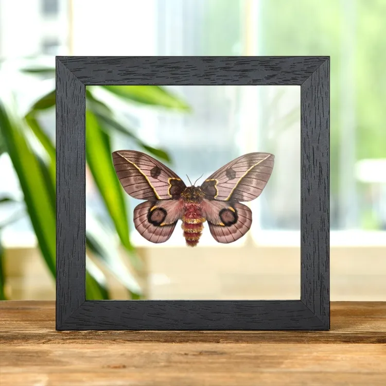 Pink Silkmoth In Clear Glass Box Frame (Automeris frankae)