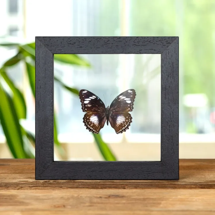 Blue Moon Butterfly In Clear Glass Box Frame (Hypolimnas bolina)