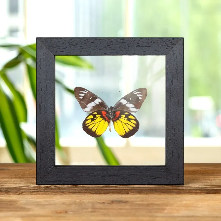 Mariposa Jezabel Malaya en Marco de Vidrio Transparente (Delias henningia)