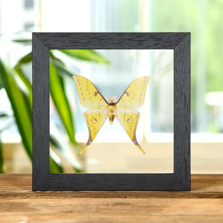 Golden Moon Moth In Clear Glass Box Frame (Actias sinensis)
