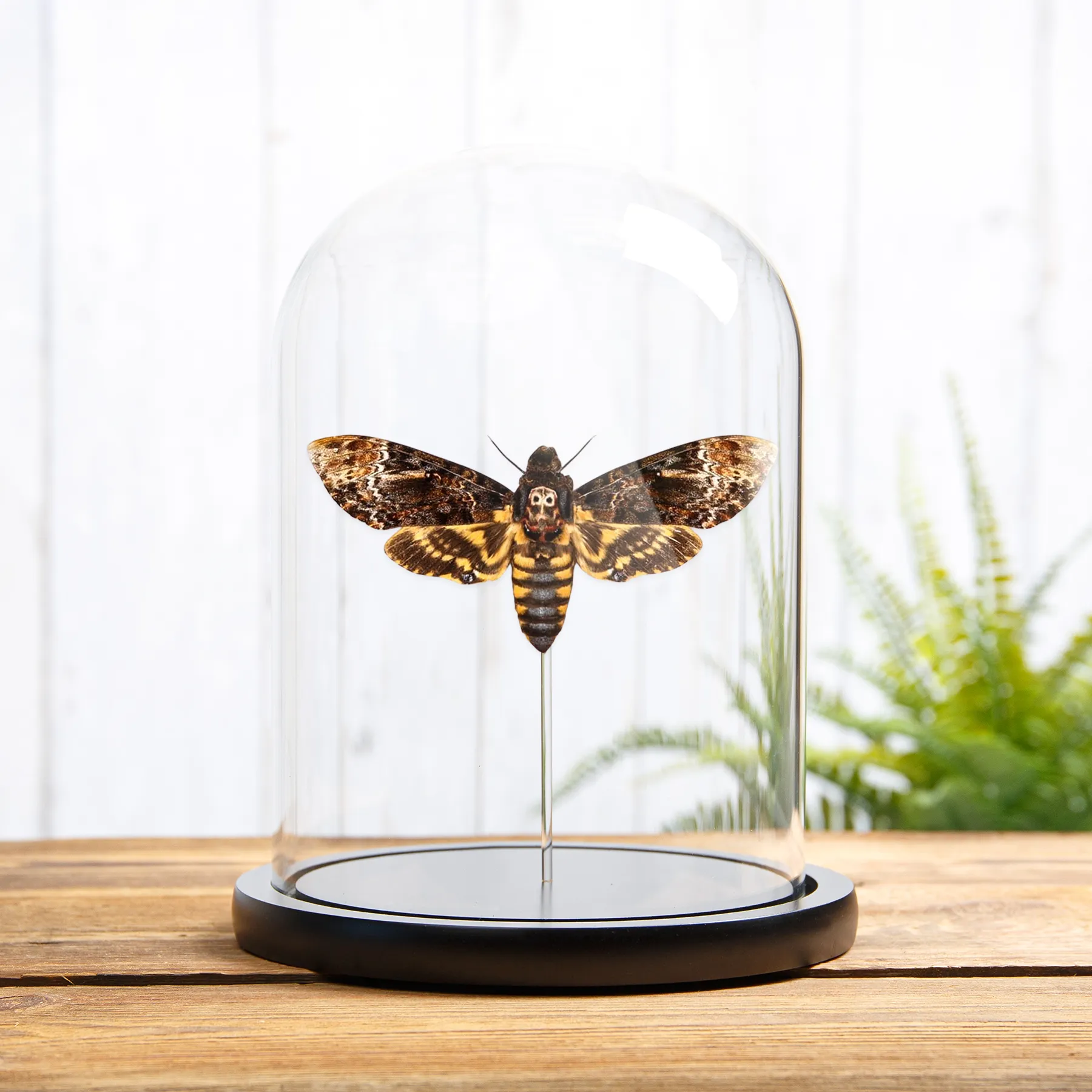Death's Head Hawk Moth In Glass Dome (Acherontia lachesis) Minibeast Death's Head Hawk Moth In Glass Dome (Acherontia lachesis)