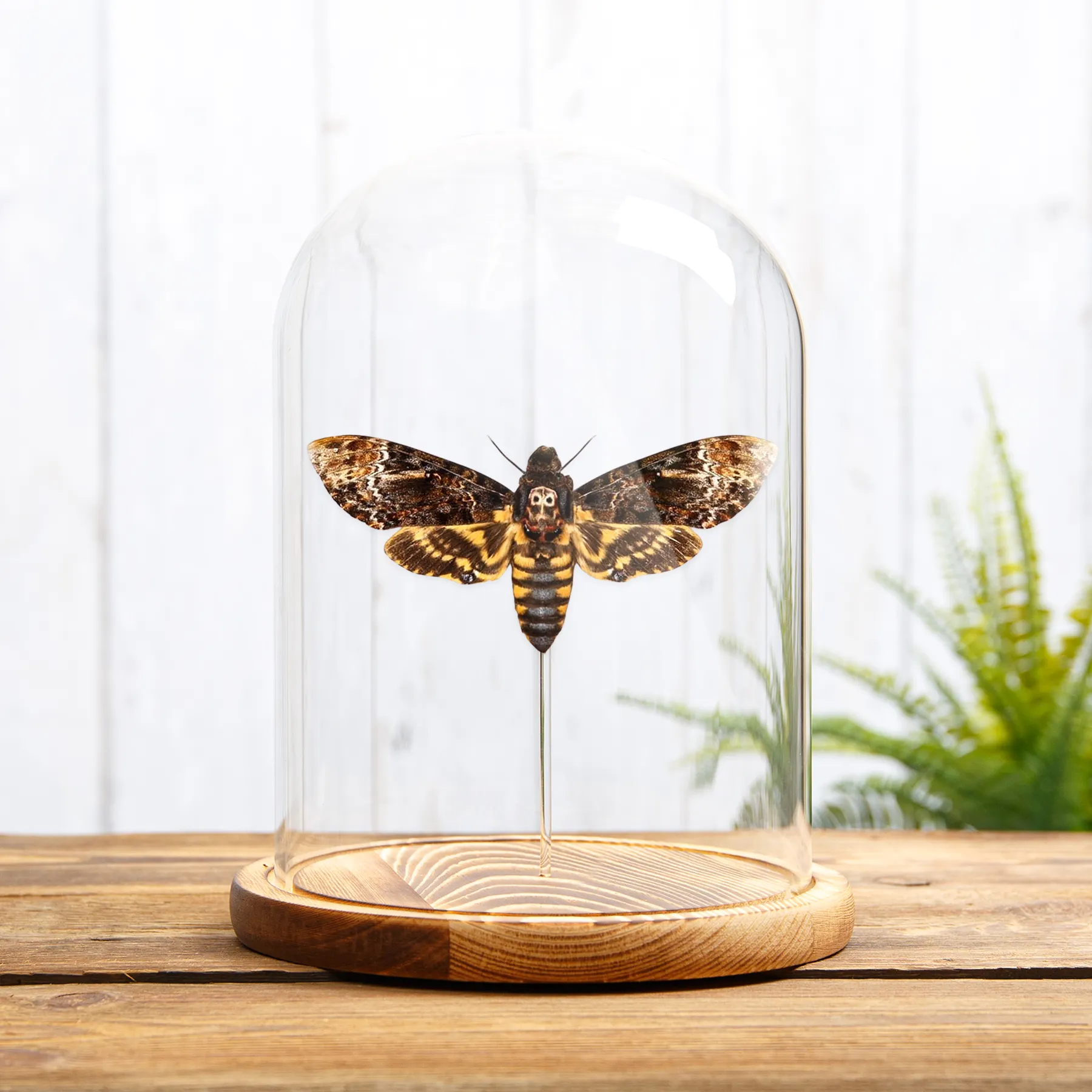 Death's Head Hawk Moth In Glass Dome (Acherontia lachesis) Minibeast Death's Head Hawk Moth In Glass Dome (Acherontia lachesis)