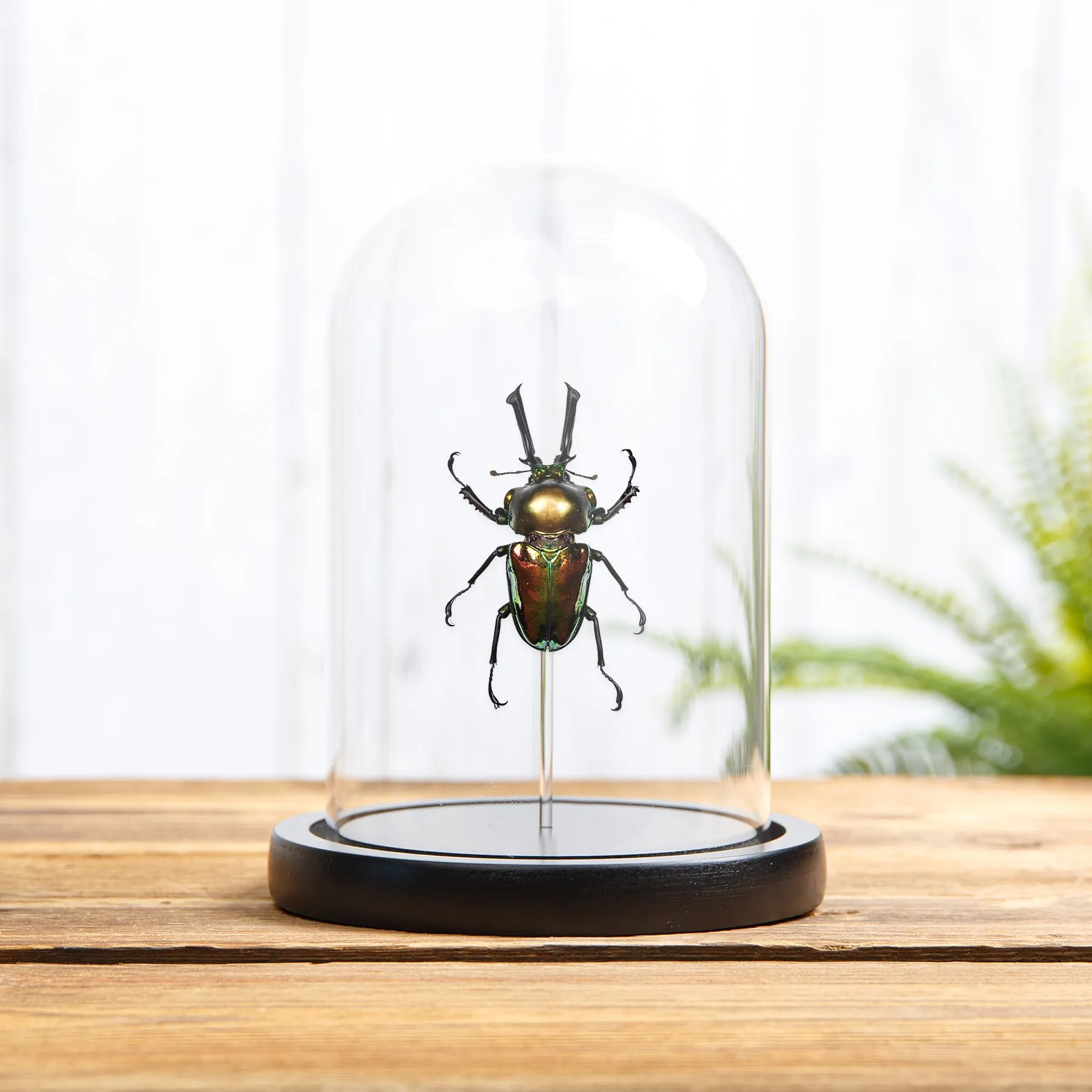Minibeast Regenbogen-Hirschkäfer in einer Glasglocke (Phalacrognathus muelleri)