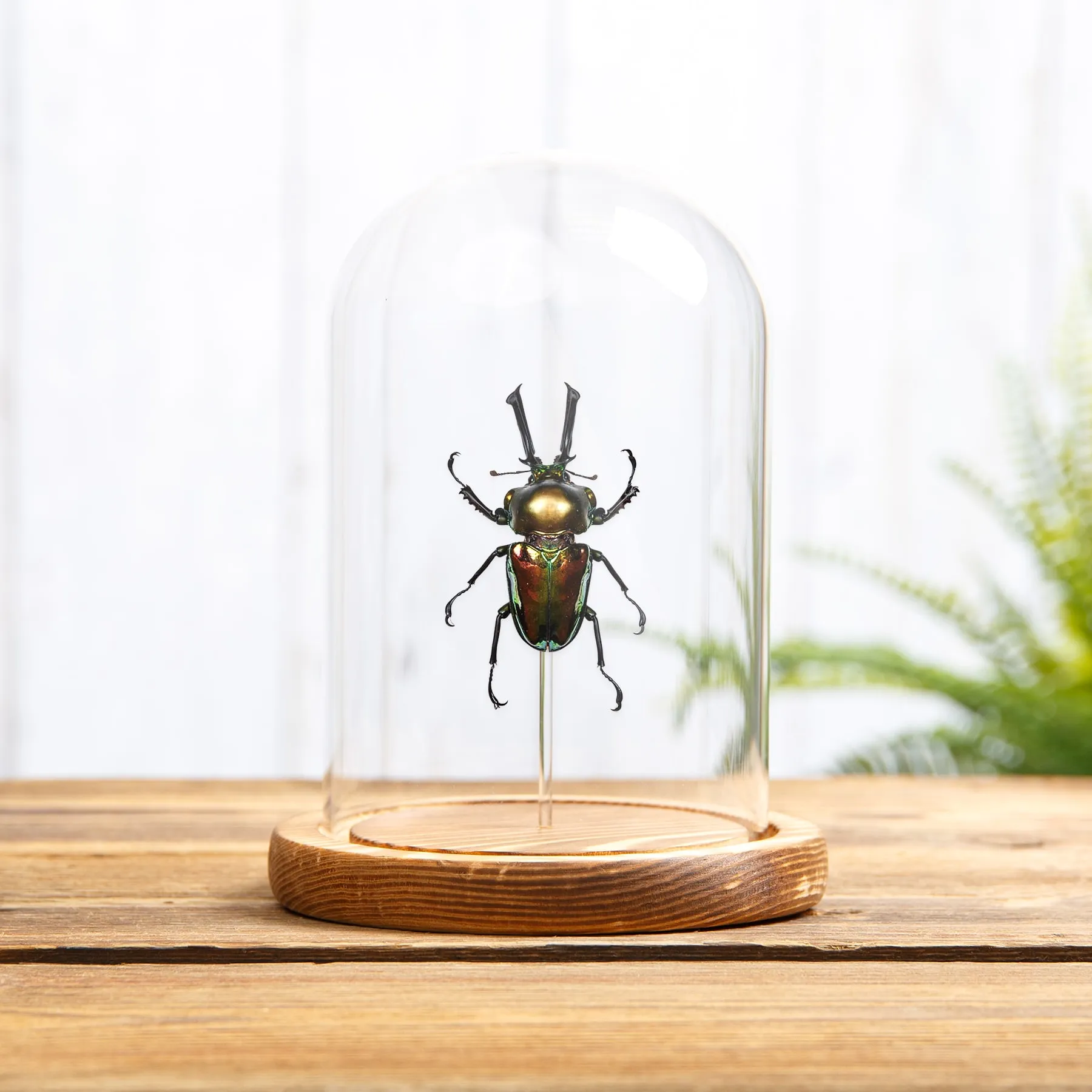 Minibeast Regenbogen-Hirschkäfer in einer Glasglocke (Phalacrognathus muelleri)