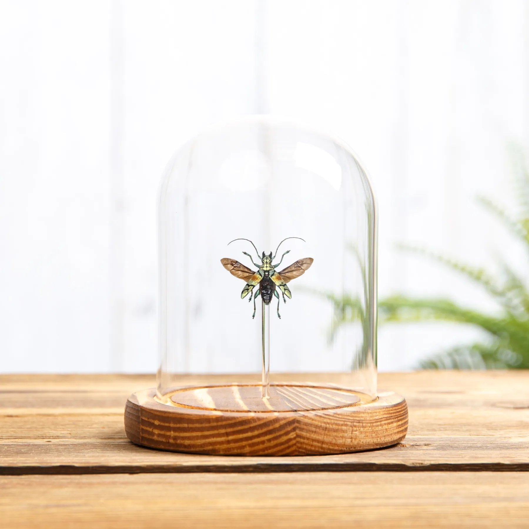 Minibeast Goldener Langhornkäfer in einer Glasglocke (Tmesisternus rafaelae)