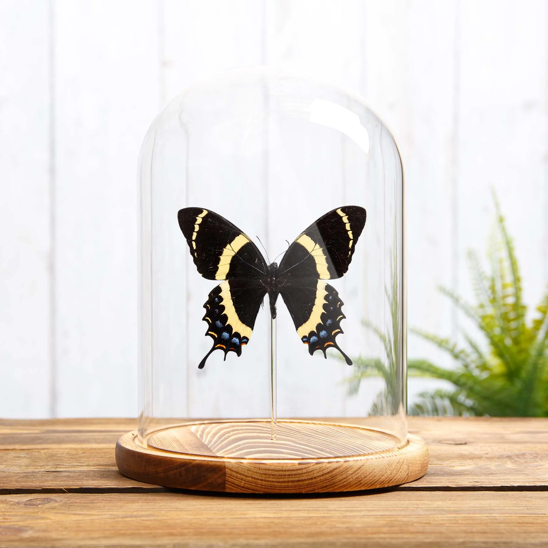Magnificent Swallowtail In Glass Dome (Papilio garamas) Minibeast Magnificent Swallowtail In Glass Dome (Papilio garamas)