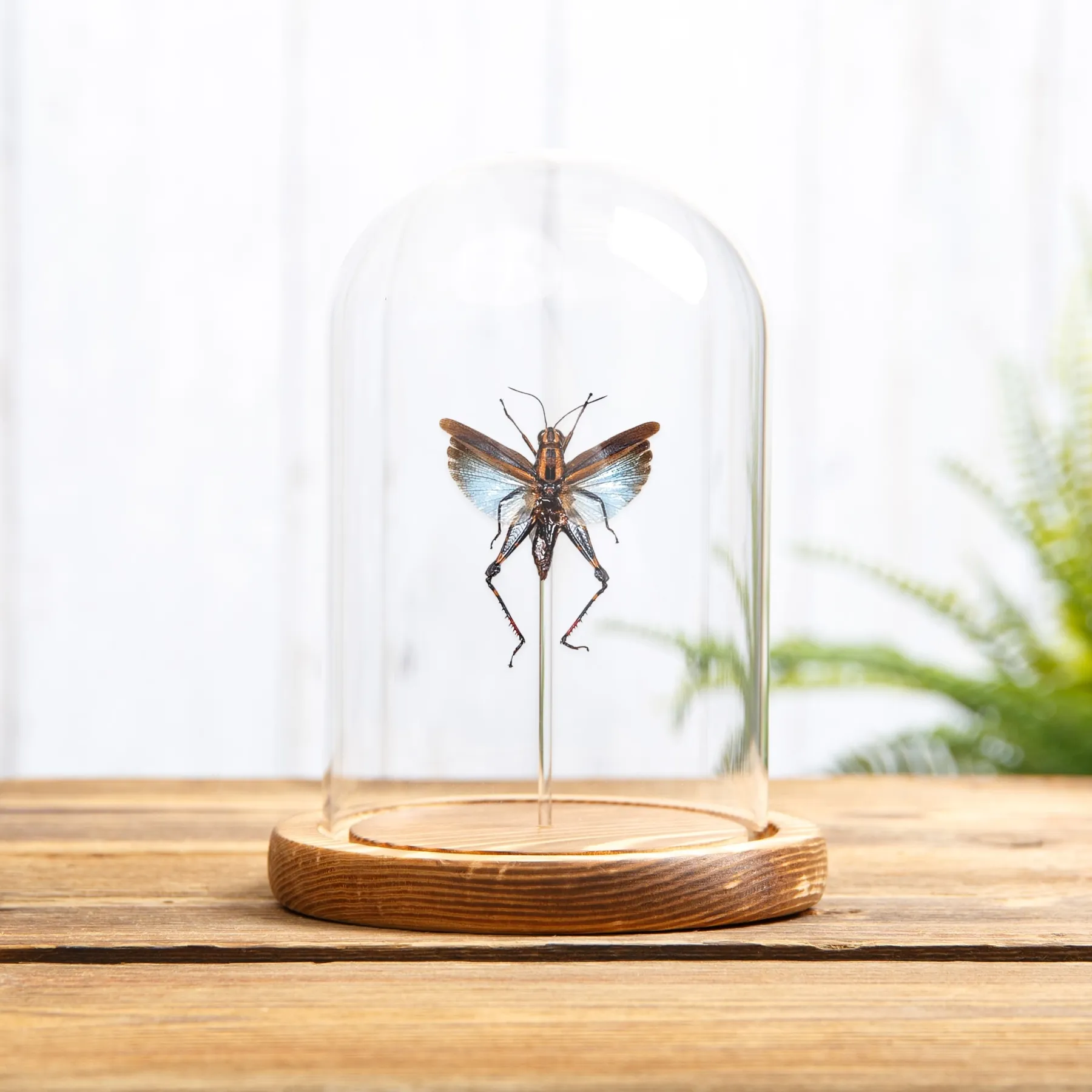 Blue Short-horned Grasshopper In Glass Dome (Coloracris azureus)