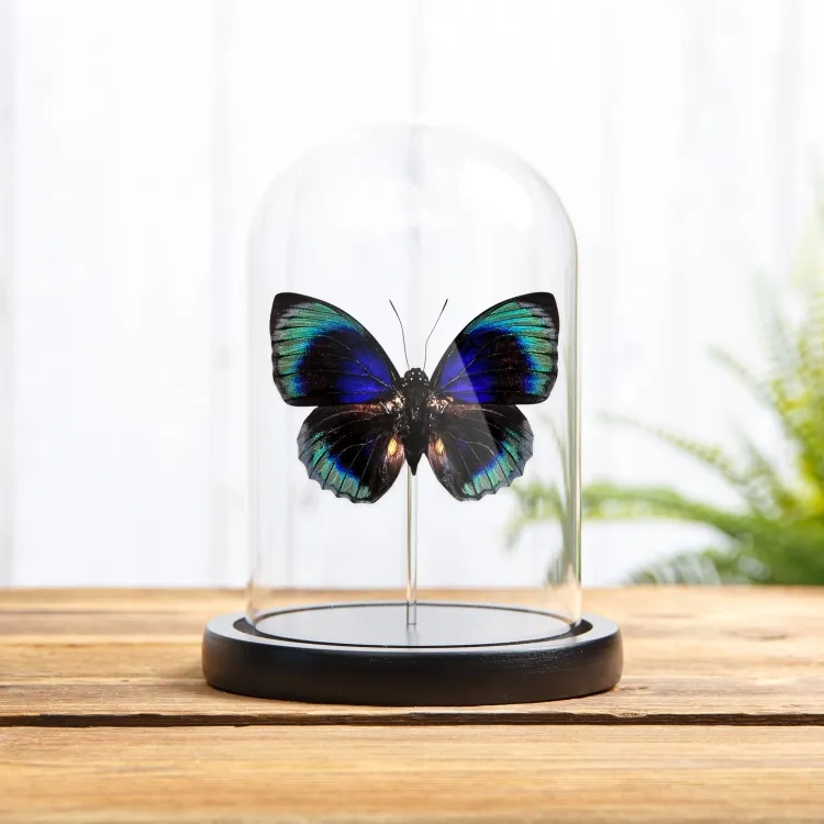 Agrias Butterfly In Glass Dome (Agrias beata beatifica)