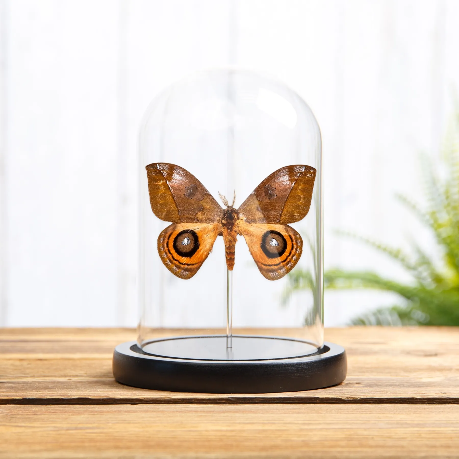 Minibeast Polilla de Gusano de Seda en campana de vidrio con Base de Madera(Automeris excreta)