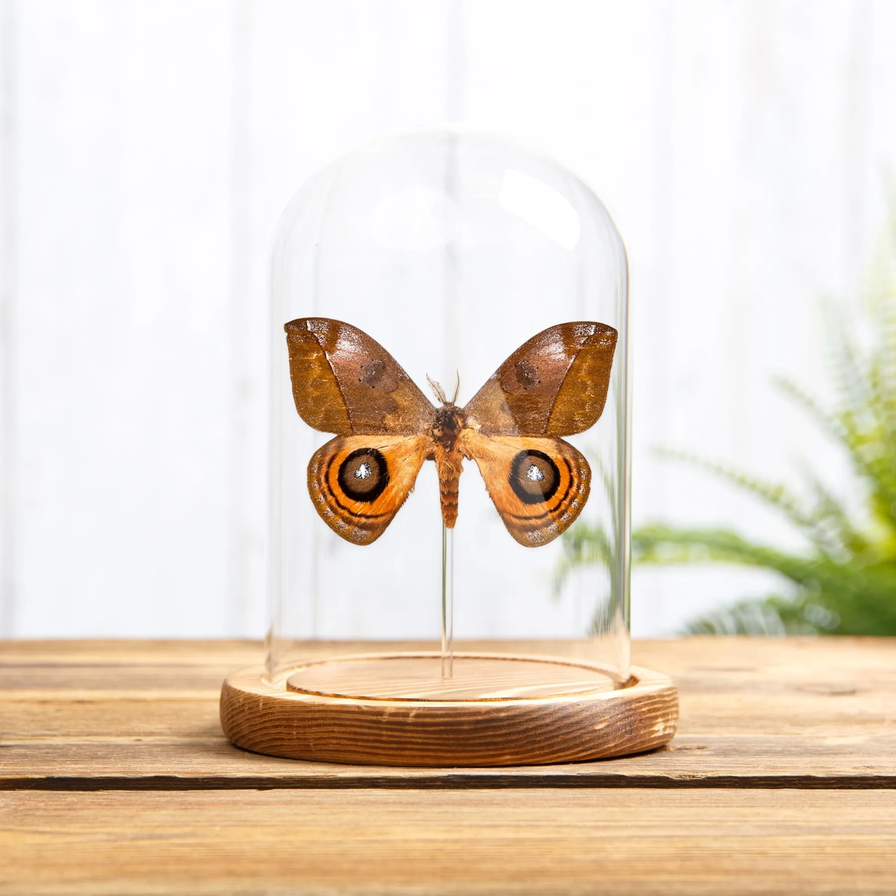 Minibeast Polilla de Gusano de Seda en campana de vidrio con Base de Madera(Automeris excreta)