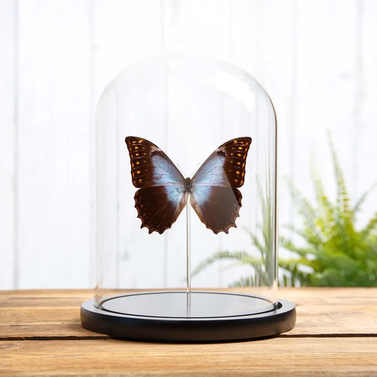 Theseus Morpho in Campana di Vetro con Base in Legno (Morpho theseus schewetzeri)