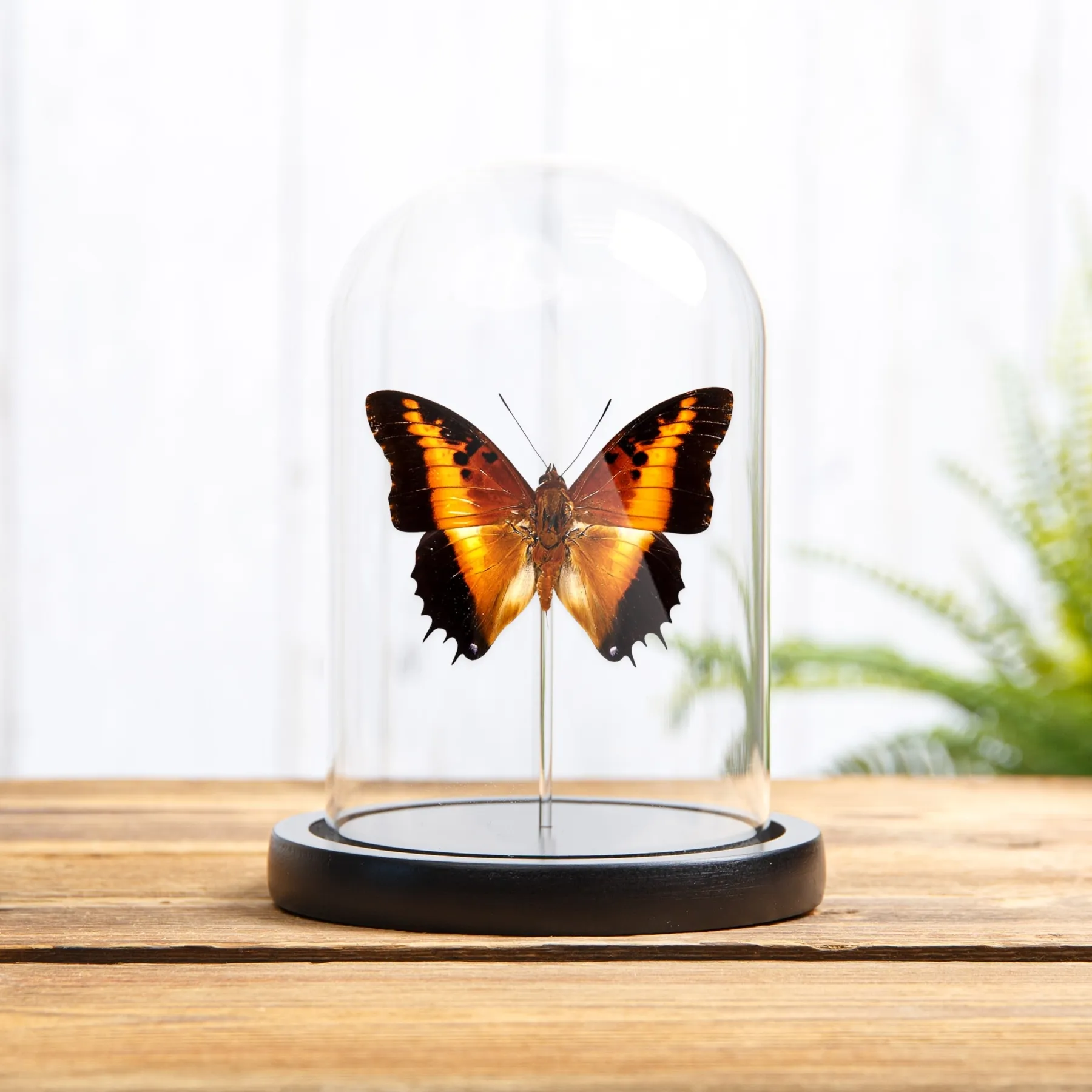 Black-bordered Charaxes In Glass Dome (Charaxes pollux) Minibeast Black-bordered Charaxes In Glass Dome (Charaxes pollux)