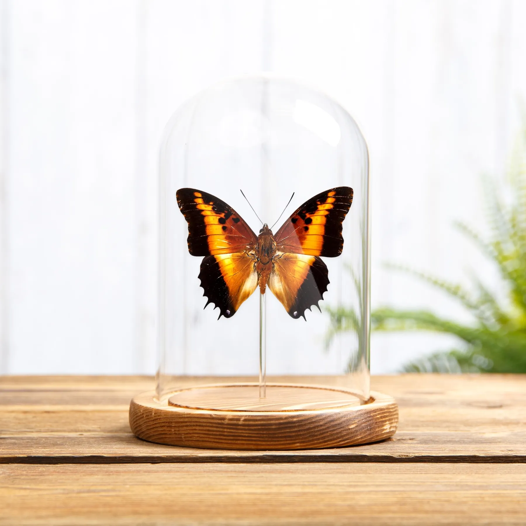 Black-bordered Charaxes In Glass Dome (Charaxes pollux) Minibeast Black-bordered Charaxes In Glass Dome (Charaxes pollux)
