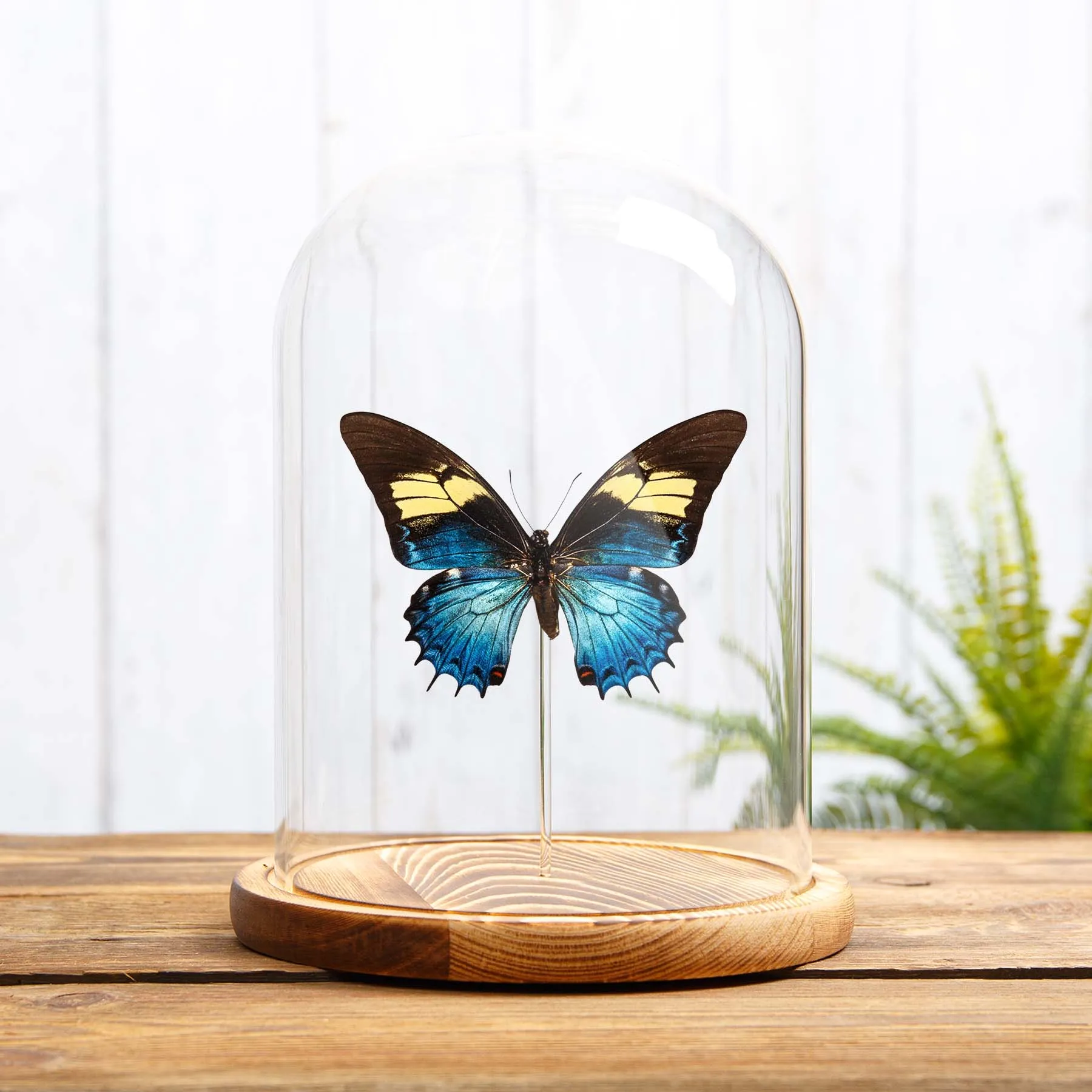Minibeast Macaone regina femmina in campana di vetro (Papilio androgeus)