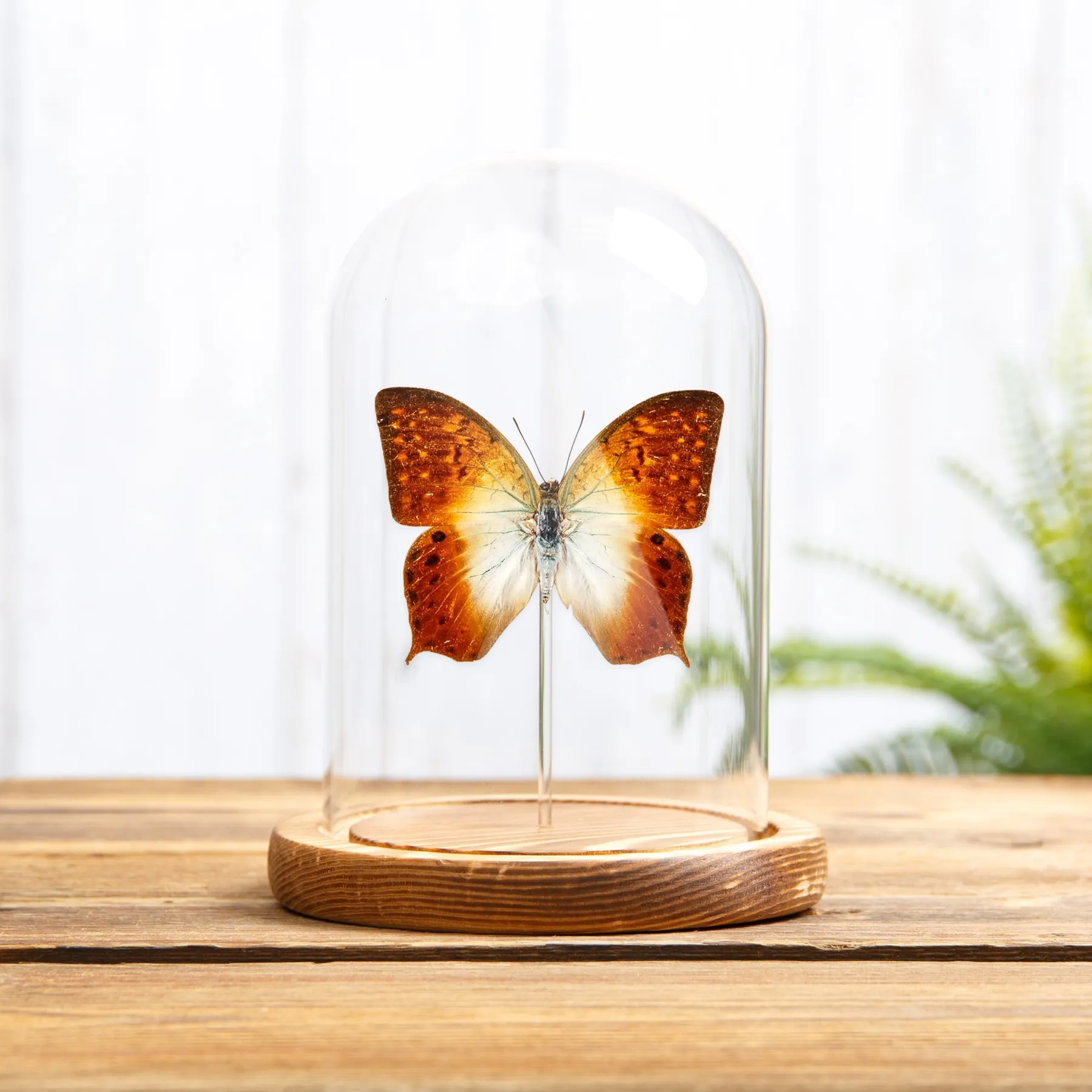 Minibeast Waldperle Charaxes in einer Glasglocke (Charaxes fulvescens)