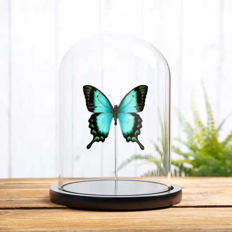 Sea Green Swallowtail In Glass Dome (Papilio lorquinianus)