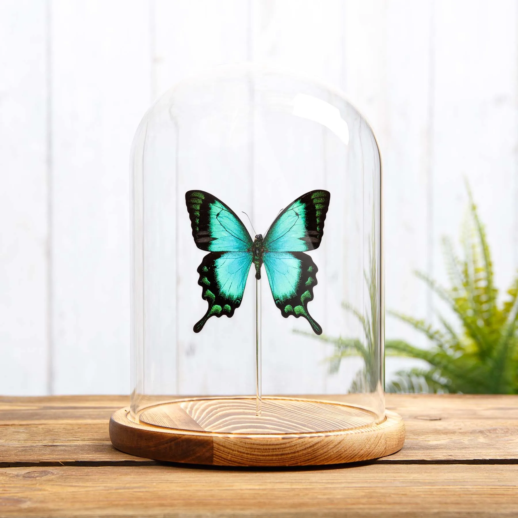 Sea Green Swallowtail In Glass Dome (Papilio lorquinianus) Minibeast Sea Green Swallowtail In Glass Dome (Papilio lorquinianus)