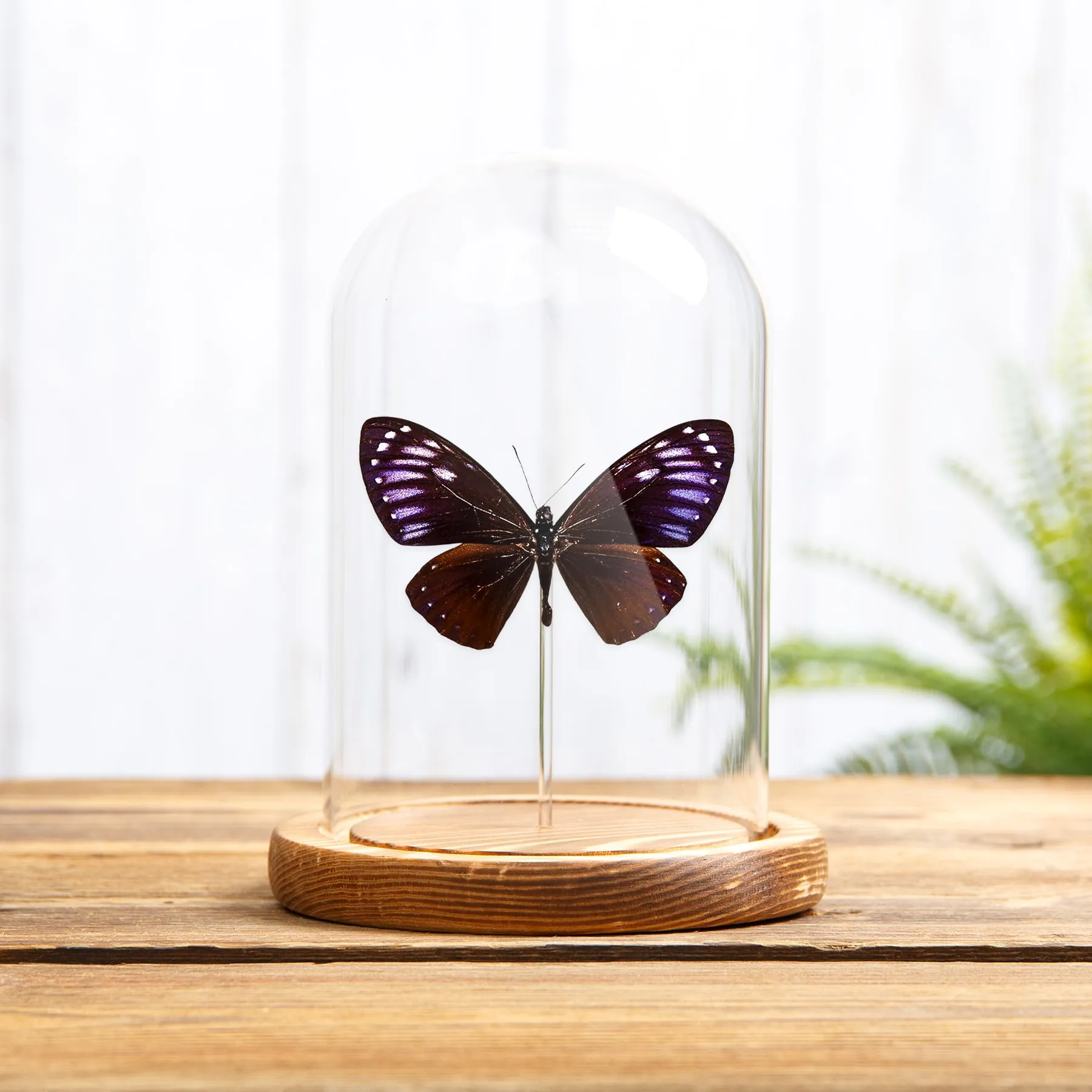 Rare Great Blue Mime In Glass Dome (Papilio paradoxa) Minibeast Rare Great Blue Mime In Glass Dome (Papilio paradoxa)