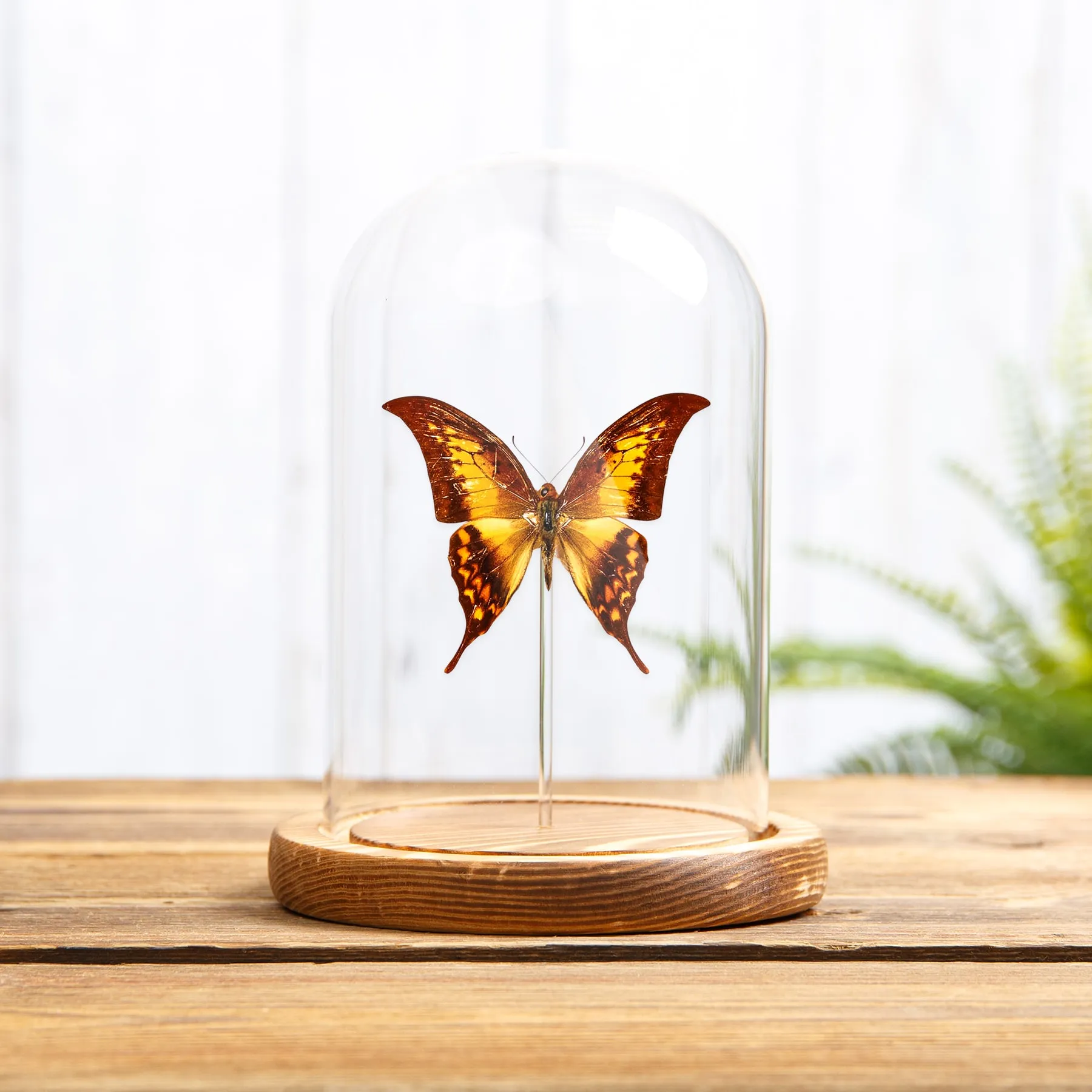 Minibeast Farfalla Gorgone Gialla in Campana di Vetro con Base in Legno (Meandrusa payeni)