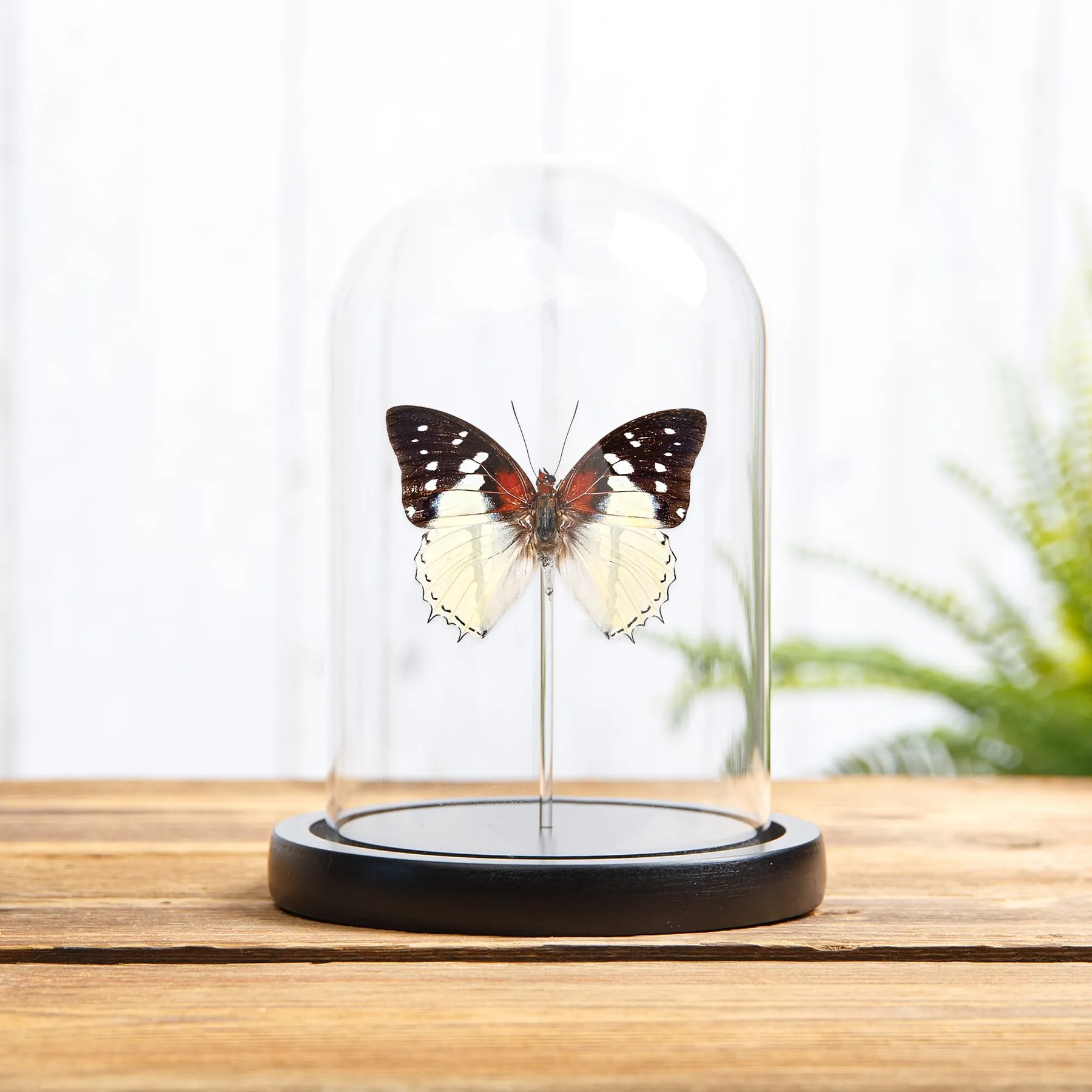 Minibeast Hadrian's White Charaxes Butterfly In Glass Dome With Wooden Base (Charaxes hadrianus)