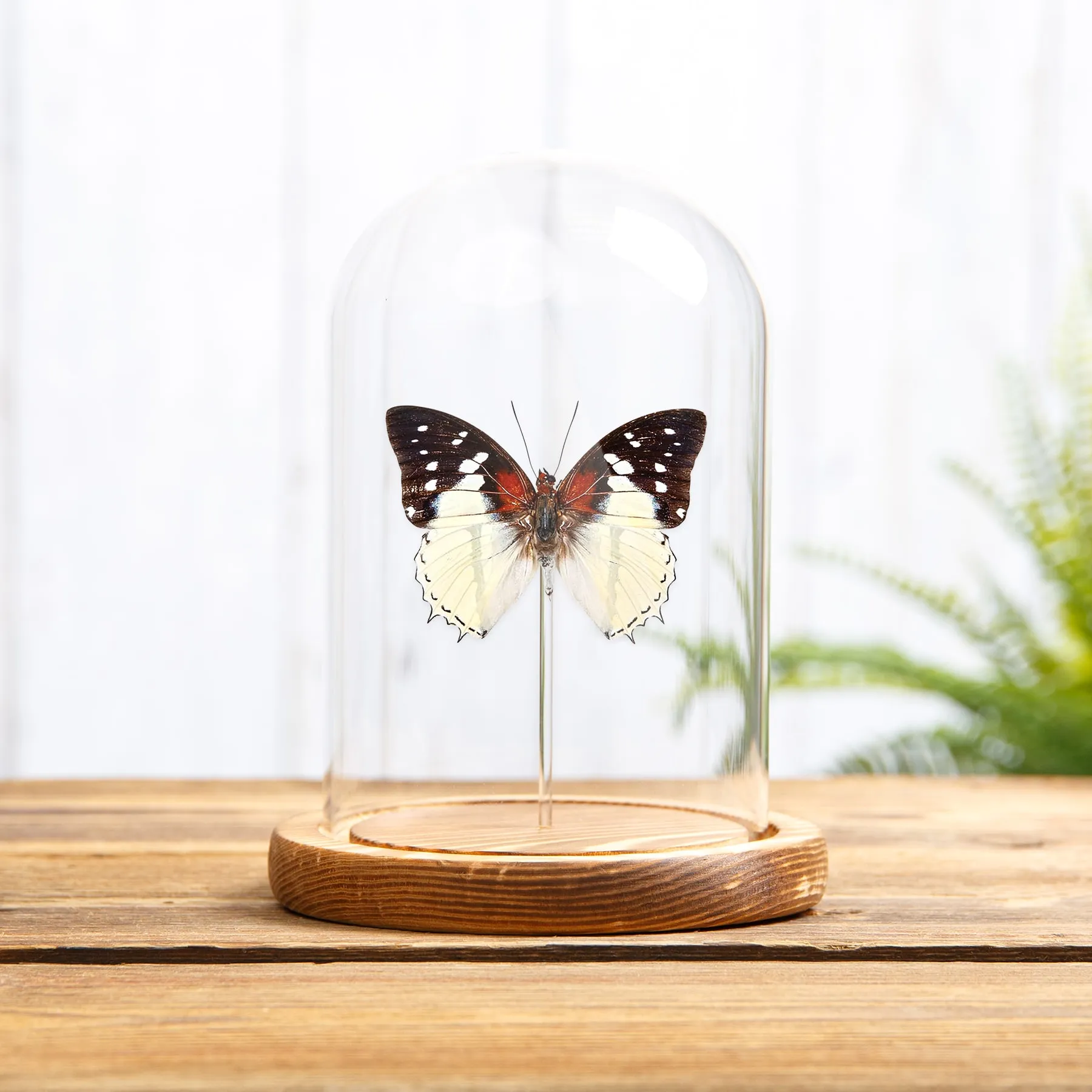 Minibeast Hadrian's White Charaxes Butterfly In Glass Dome With Wooden Base (Charaxes hadrianus)