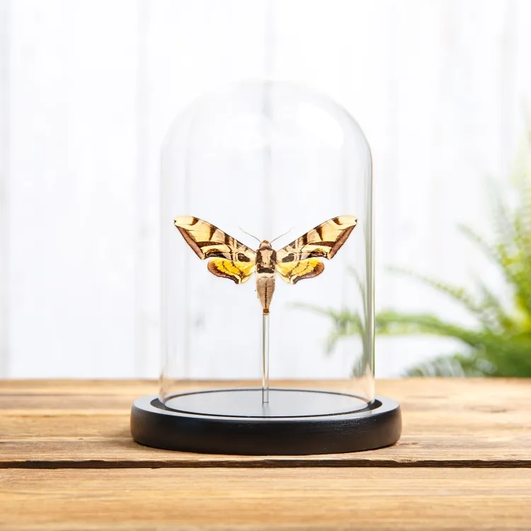 Lavender Sphinx Moth In Glass Dome With Wooden Base (Batocnema coquerelii)