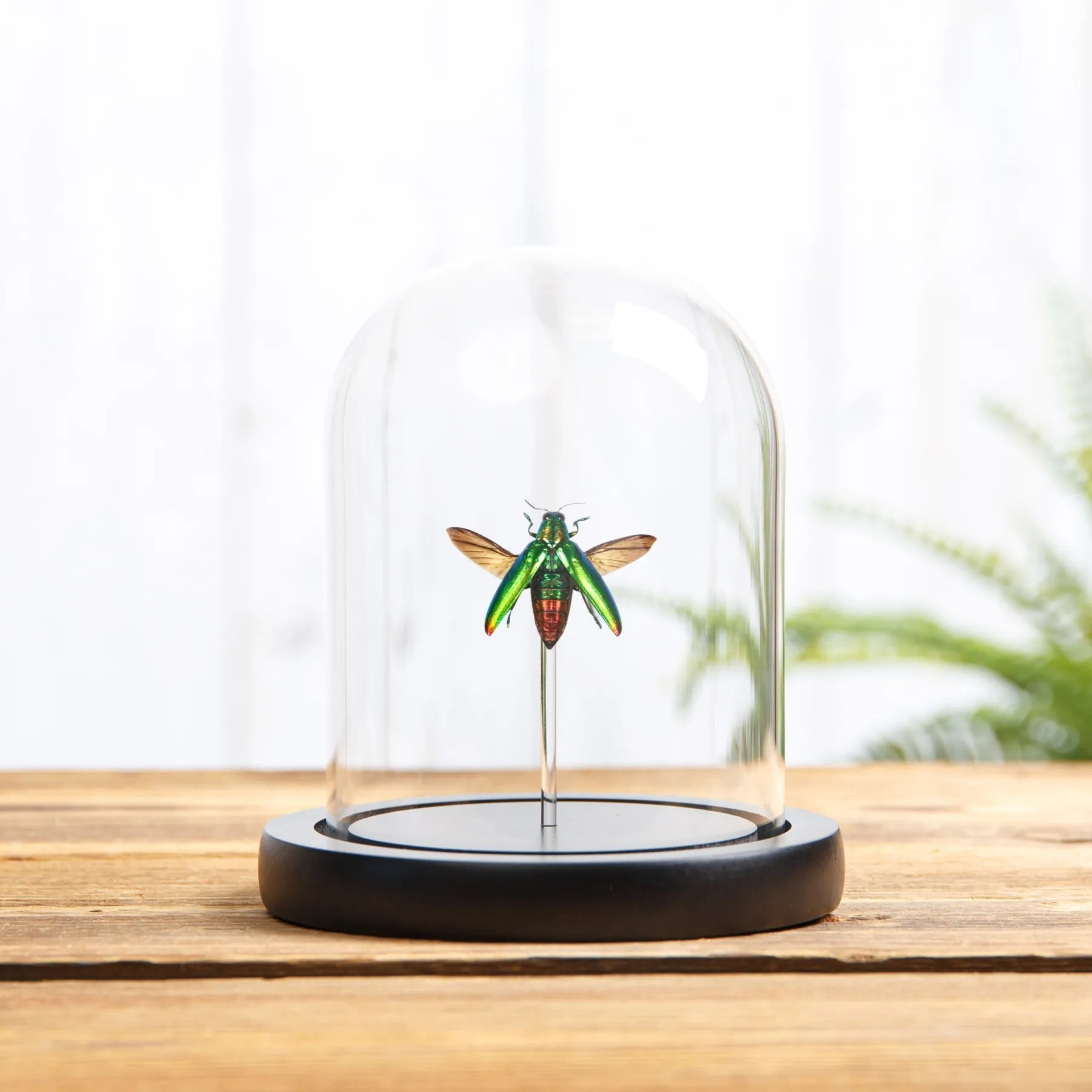 Minibeast Escarabajo Joyero en campana de vidrio con Base de Madera (Chrysochroa fulminans)
