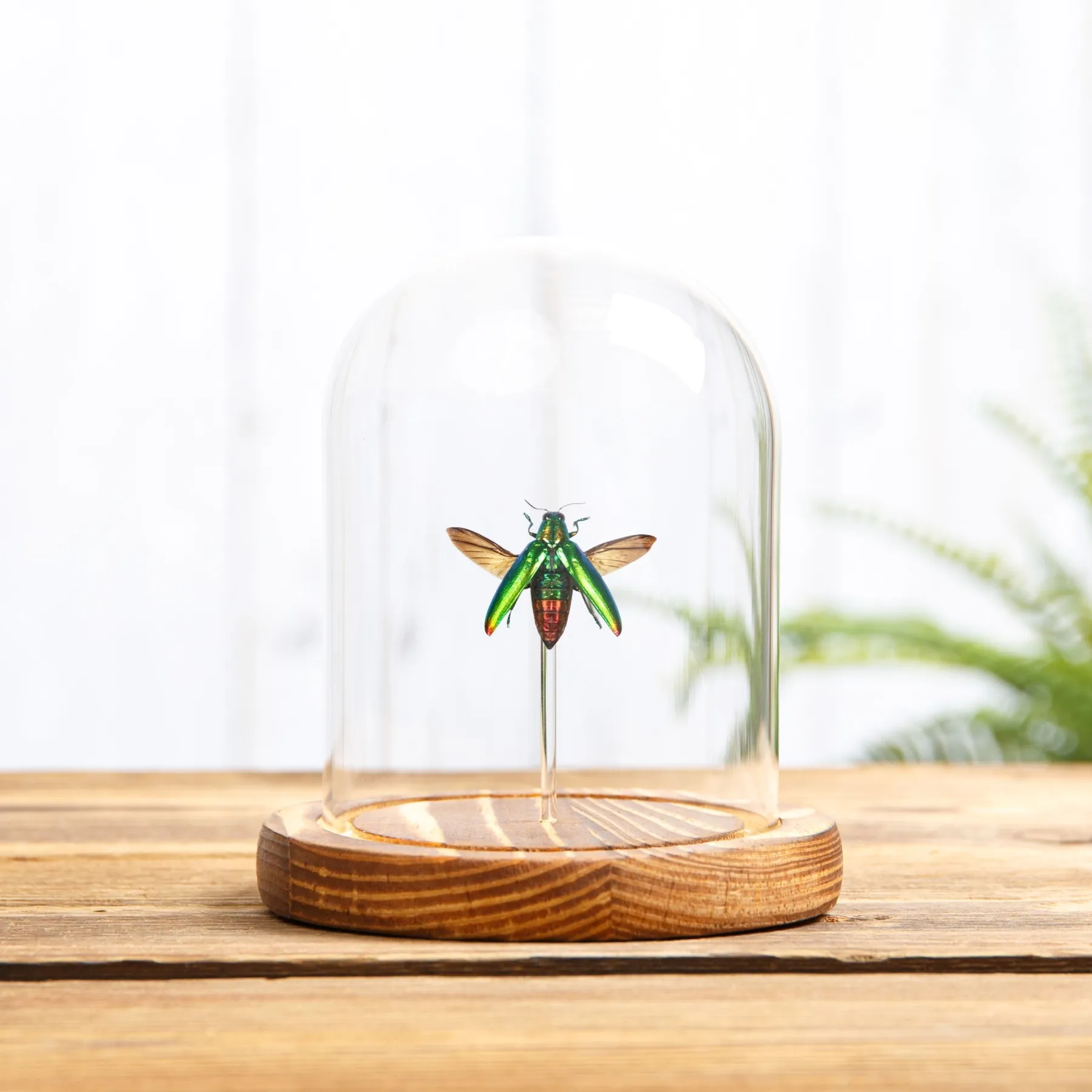 Minibeast Escarabajo Joyero en campana de vidrio con Base de Madera (Chrysochroa fulminans)