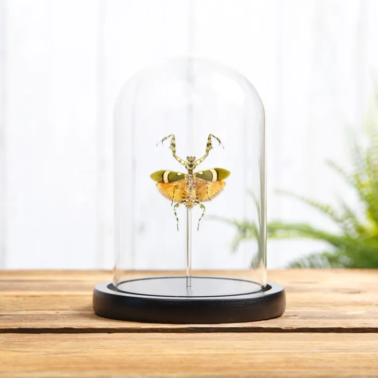 Banded Flower Mantis In Glass Dome (Theopropus elegans)