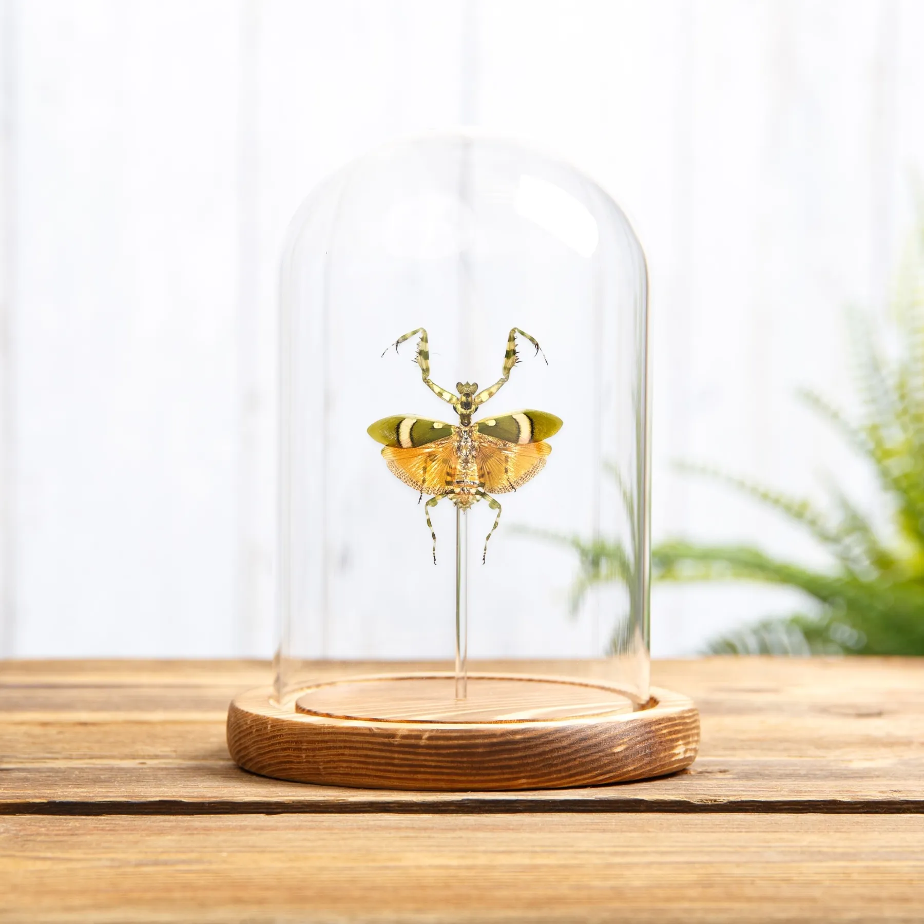 Minibeast Banded Flower Mantis In Glass Dome (Theopropus elegans)