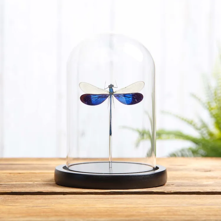 Great Blue Metalwing Damselfly In Glass Dome With Wooden Base (Neurobasis kaupi)