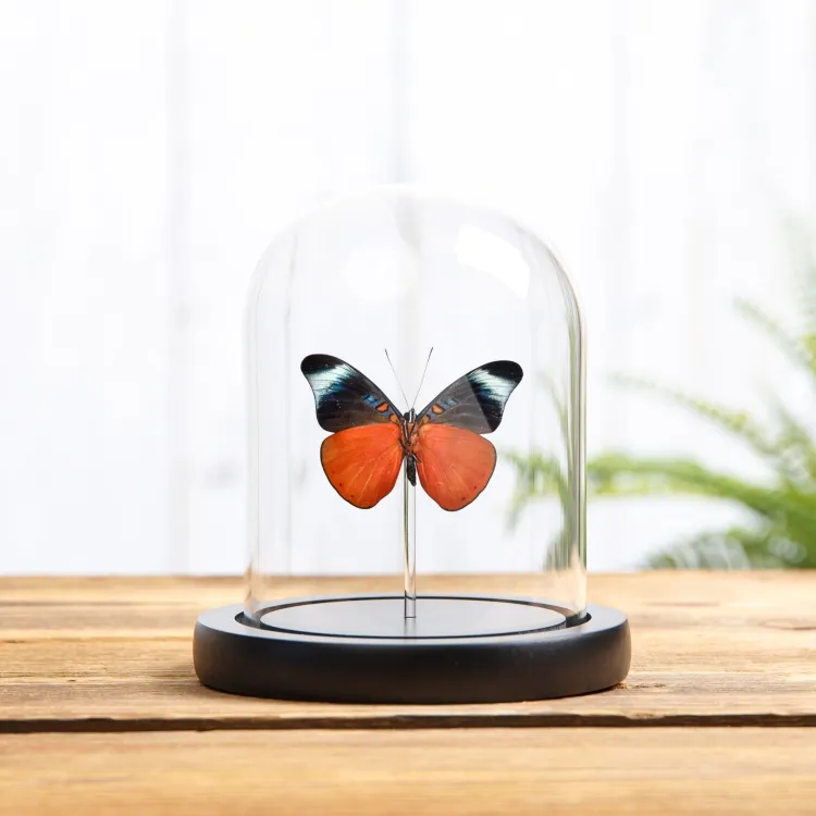 Red Flasher In Glass Dome (Panacea prola)