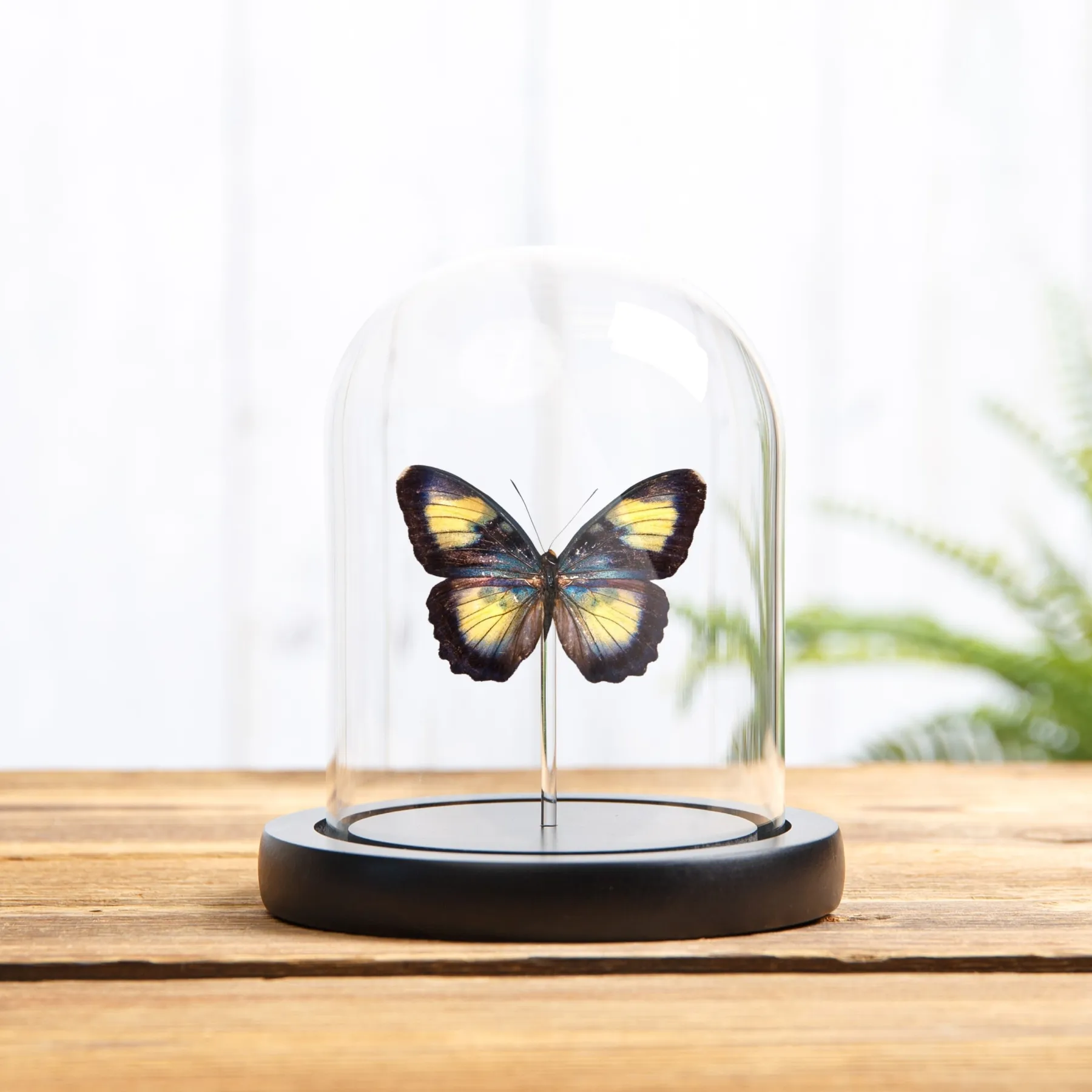 Minibeast Mariposa Forester de Crocker en campana de vidrio con Base de Madera (Euphaedra crockeri)